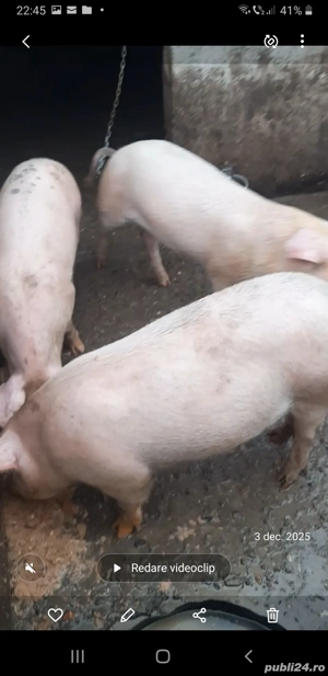 Grăsuni 50 -90kg - imagine 2