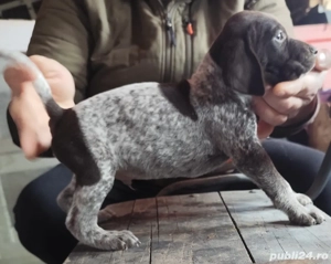 Brac German cu Pedigree - imagine 3