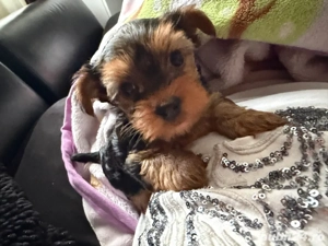 Yorky Mini toy - imagine 3