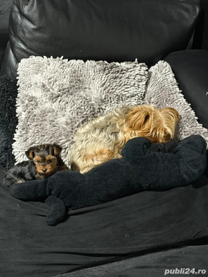 Yorky Mini toy - imagine 2