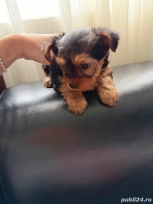 Yorky Mini toy - imagine 4