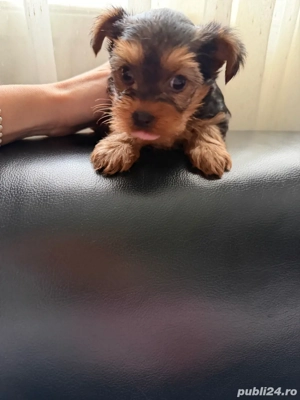 Yorky Mini toy - imagine 5