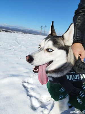 pui husky siberian