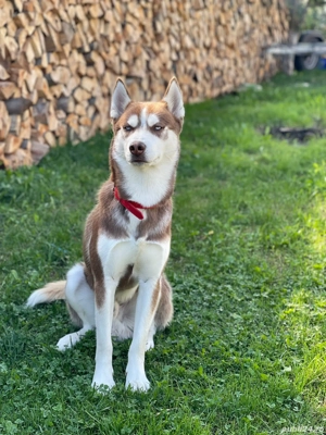 pui husky siberian - imagine 2