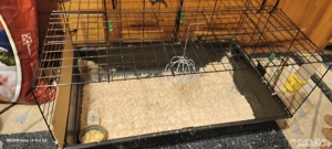 vand iepure cap de leu  - imagine 3