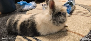 vand iepure cap de leu  - imagine 2