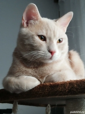 british culori diferite - imagine 3