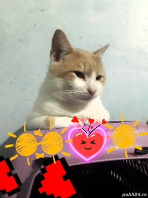 british culori diferite - imagine 2