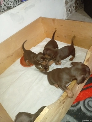 Căței Teckel ciocolatii