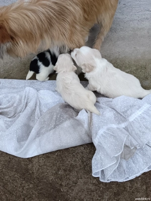 Donez căței  - imagine 3