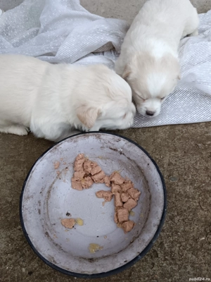 Donez căței  - imagine 5