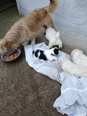 Donez căței  - imagine 4