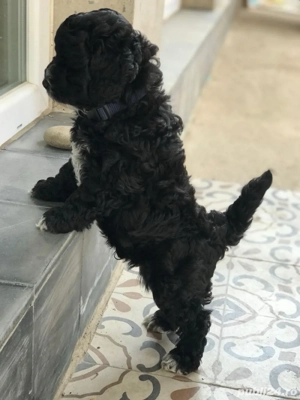 Bichon Maltez Mini Toy Black  - imagine 5