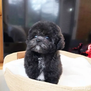 Bichon Maltez Mini Toy Black  - imagine 3