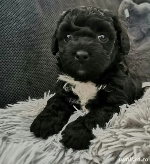 Bichon Maltez Mini Toy Black  - imagine 4