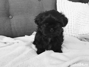 Bichon Maltez Mini Toy Black  - imagine 2