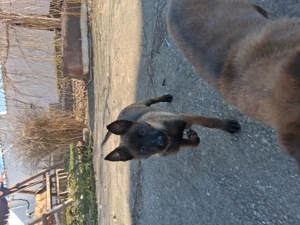 Belgian malinois, 3luni jumate - imagine 3