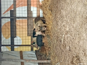 Purcei de dat ( 4 bucăți) 