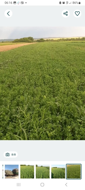 Vând baloti de lucernă Pomposa  productie 2025 