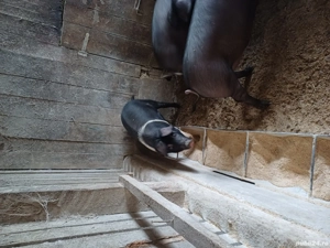 porci de vinzare - imagine 3