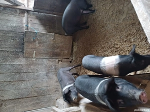 porci de vinzare - imagine 4