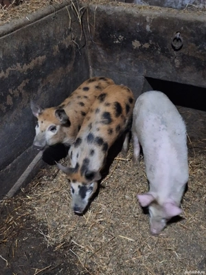 Purcei de vânzare  - imagine 4