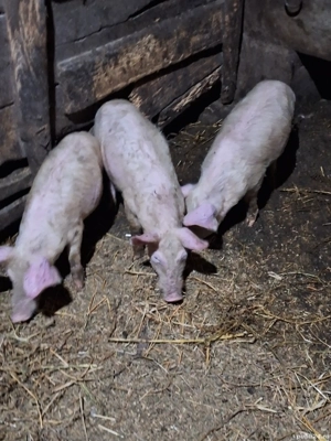 Purcei de vânzare  - imagine 3