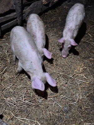 Purcei de vânzare  - imagine 2