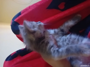 vand motanel britsh de 2 luni jumate  - imagine 3