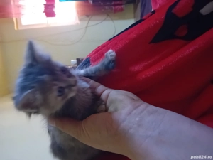 vand motanel britsh de 2 luni jumate  - imagine 4