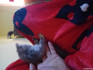 vand motanel britsh de 2 luni jumate  - imagine 2