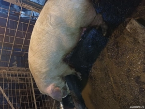 vand scroafa  gestantă. - imagine 2