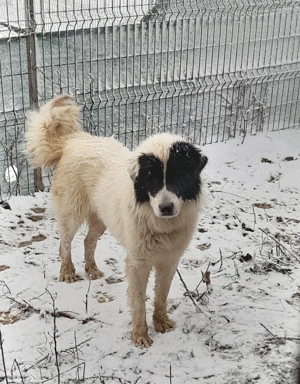Ciobanesc de Bucovina disponibil! - imagine 5