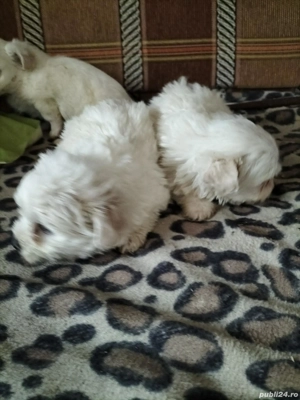 pui bichon - imagine 3