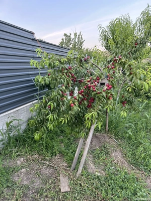 Teren Valea Lungă Iași - imagine 4