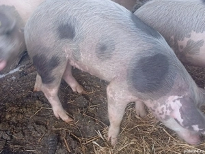 Vând purcică  - imagine 3