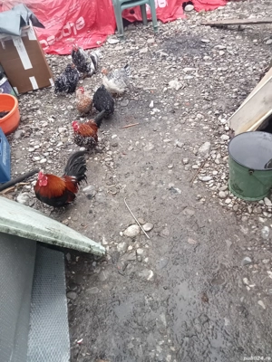vând patru găini pitici și trei cocoși  - imagine 3