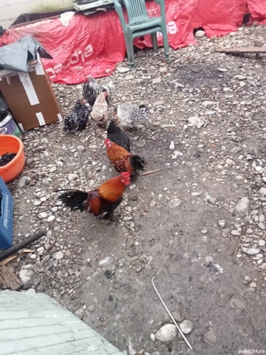 vând patru găini pitici și trei cocoși  - imagine 2
