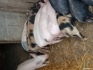 vand 8 purcei - imagine 2