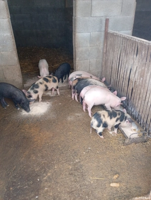 vand 8 purcei - imagine 4