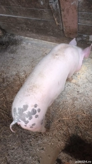 soldani 3 buc - imagine 2