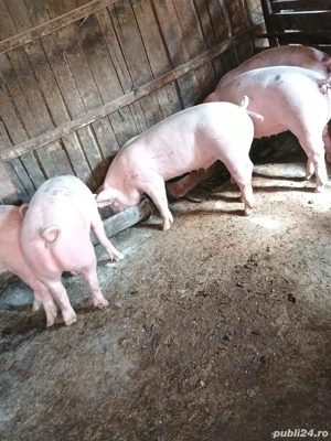 Porci 50-100 kg  - imagine 5