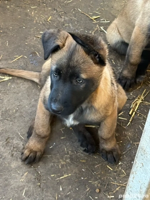 ciobanesc belgian malinois 