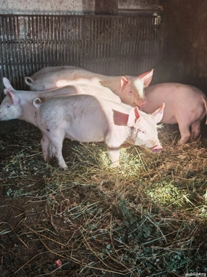 vand purcei  - imagine 4