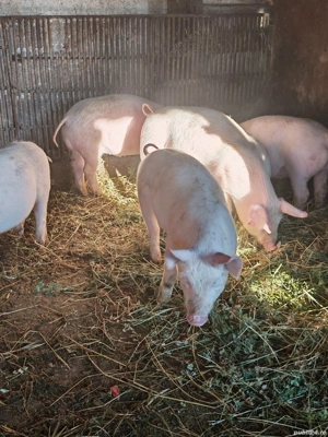 vand purcei  - imagine 3