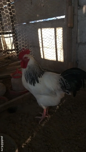 cocosi sussex - imagine 2