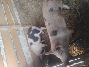 Grăsuni de vânzare 700lei pe bucata 