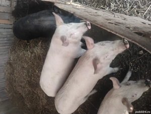 Grăsuni de vânzare 700lei pe bucata  - imagine 2