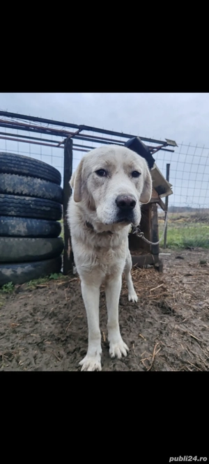 cățel Ciobanesc Asia Centrală 