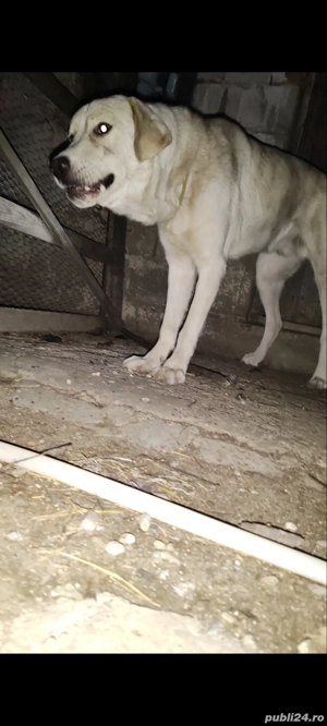 cățel Ciobanesc Asia Centrală  - imagine 2